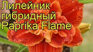 Лилейник гибридный Паприка Флэйм. Краткий обзор, описание hemerocallis hybrida Paprika Flame