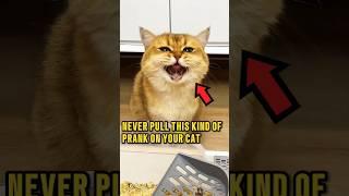 This Cat Got the Ultimate Revenge ️