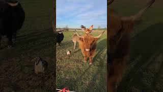 My Highland has a rooster friend #highland  #farmlife #farm #country #farming #cow #highlandfold
