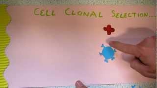 Immunity animation - Cell clonal selection