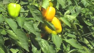 Urban Farming in West Philadelphia