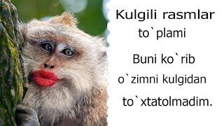 Kulgili rasmlar to`plami. Bu rasmlarni ko`rib ancha vaqtgacha o`zimni to`xtatolmadim.