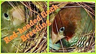 Red-headed finch breeding / Paradise finch / Amadina erythrocephala pair