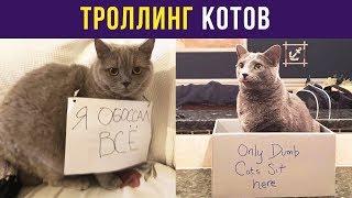 Приколы с котами. Троллинг котов | Мемозг #45