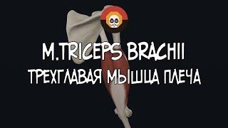 Трехглавая мыщца плеча (m. triceps brachii) 3D Анатомия