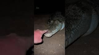 Yoink guy vs Australia! #snake#australia#animals#viral#wildlife#crocodile#crazy#python#spider#night￼