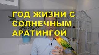 Солнечный Аратинга - мои впечатления после года жизни.