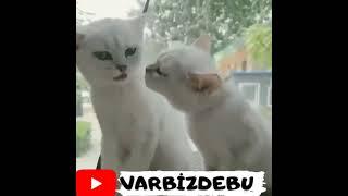 KOMİK KEDİ VİDEOLARI FUNNY CATS VİDEOS EN KOMİK KEDİLER