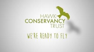 Hawk Conservancy Trust - Re-opening and Ready to Fly!