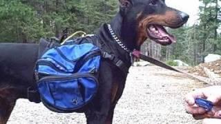 Important tips about this Ruff Wear Dog Backpack with our Doberman co-host named Oro