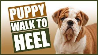 ENGLISH BULLDOG PUPPY TRAINING! Teach Your English Bulldog To Walk To Heel!