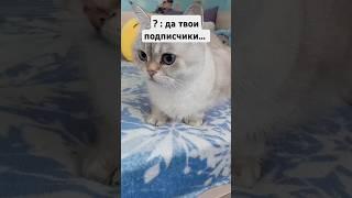 Я вас люблю #снежкаtv #cat #СнежкаTV #кот #котики #cute