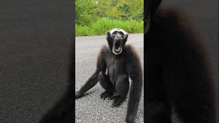 Hoolock hoolock  Hoolock Gibbon #bengalgibbon #animals #shortvideo