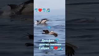 Хает гузал яшашни Сабрия дан урган ️‍️