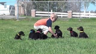 Little boy, little dogs. Doberman puppies by Obi Wan Kenobi De Grande Vinko