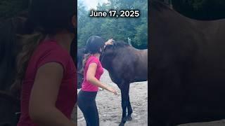 Back in March I tried to get on Fern bareback from the ground on a day the arena was to wet to ride.