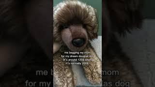 #essa #essacommunity #essadog #douglasdog #stuffedanimals #dog #collector #puppy