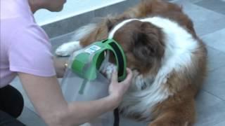 NovaGuard™ Comfy Recovery Collar Protection For Dogs - How To Apply and Ensure A Correct FIt