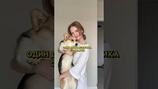 ОДИН ДЕНЬ АЛЛЕРГИКА С СОБАКОЙ #блог #vlog #влог #аллергия #собака