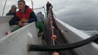 Professional fishing in Rabo de Peixe . São Miguel . Azores