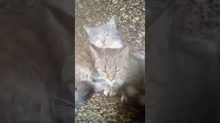 Кошка Мурочка подружилась с котом КузичкойThe cat Murochka made friends with the cat Kuzichka#shorts