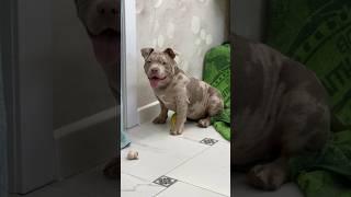 Кьяра-привозная девочка ам булли из Румынии https://vk.com/brutalbullykennel #dog