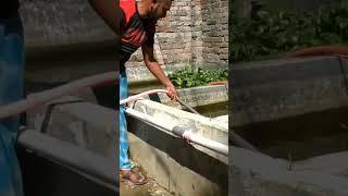 Ornamental Fish Farming at Home - Part 4 - How to Start Aquarium Fish Farm - #shorts #shortvideo