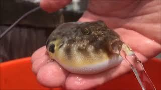 Puffer fish succ