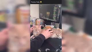 funny cats compilation Videos.| Gokil channel