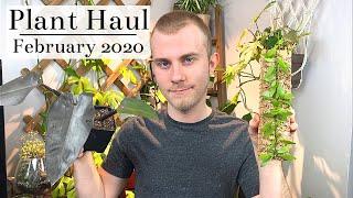 Huge Houseplant Haul | February 2020