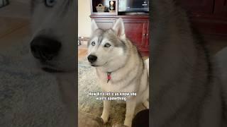 My 9 year old husky VS my 1 and 2 year old husky  #shorts #funnydog #shortsvideo #husky #comedy