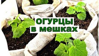 Снег еще есть, я а ОГУРЦЫ высаживаю на ранее потребление. Мой способ не подведет