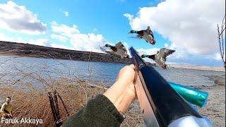 MÜHRELİ ÖRDEK AVI (YEŞİLLER SIRAYA GİRDİ) DUCK HUNTİNG MALLARD Охота на уток صيد البط BURNS ARMS