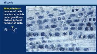 Mitotic index