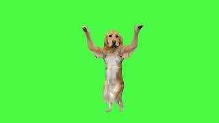 Dog dancing green screen