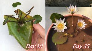 How to grow mini water lilies from leaves | how to propagate mini water lilies from leaves