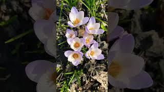 Spring sun and crocuses#insects #shortvideo #garden #spring #мойсад #music