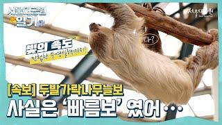 서울대공원 남미관에 살고 있는 두발가락나무늘보의 반전매력! | The reverse charm of the two-toed sloth living!