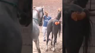 animals meeting horses#shorts