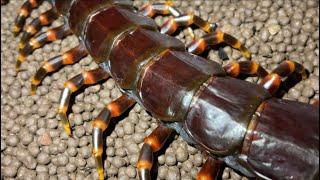 Venezuelan giant centipede (Scolopendra gigantea black morph) feeding black cricket