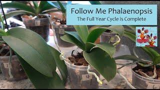 Follow Me Phalaenopsis Orchids | One Full Year of Growth Complete | Final Part 4 Phalaenopsis Update