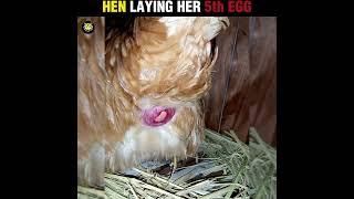 HEN LAYING  EGG Uffff #shorts #usa #uk #shortfeed