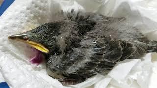 5-23-2018 Starling nestling