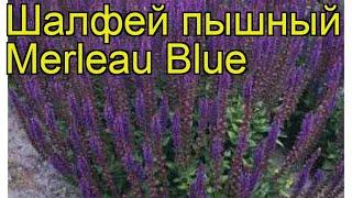 Шалфей пышный Мерло Блю (Merleau Blue). Краткий обзор, описание характеристик, где купить саженцы