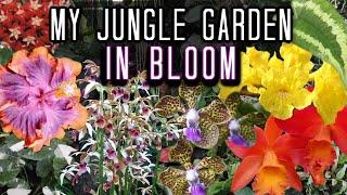 My Blooming Jungle Plants - Tropical Plants & Orchids, Hoyas, Cattleya, Vanda, Dendrobium, Hibiscus