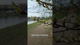 Весенняя невеста: моя черёмуха спустя полтора месяца ожидания #весна #черемуха #цветение #питер #зож