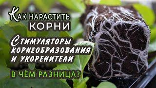 Стимуляторы корнеобразования и укоренители. Чем они отличаются?