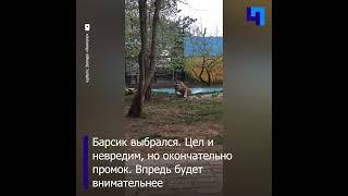 Тигр Барсик из нижегородского зоопарка заигрался с мячом и упал в бассейн