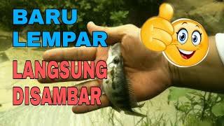 Mantabnya Sambaran Ikan Cablak Predator Waduk Wonorejo / Oredaty Fish Strike