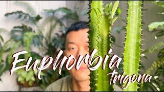 Euphorbia Trigona (African milk tree) Care Tips and Propagation - WITH UPDATES!